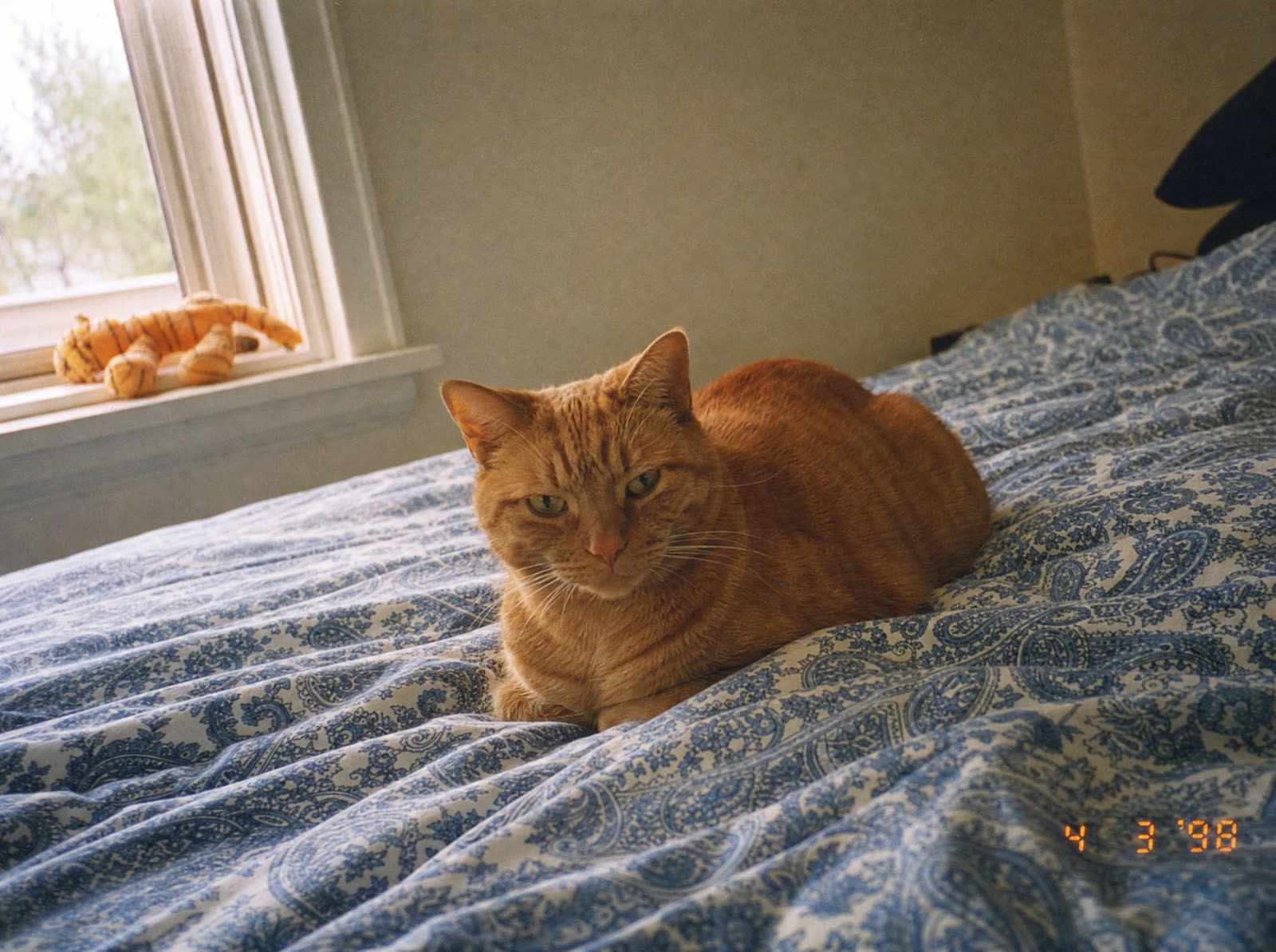 Archival reconstruction. An orange tabby cat sits loafed on a blue and white paisley duvet. Warm light enters from a window on the left. A small orange plush toy watches from the sill. A digital datestamp in the corner reads 4 3 98.